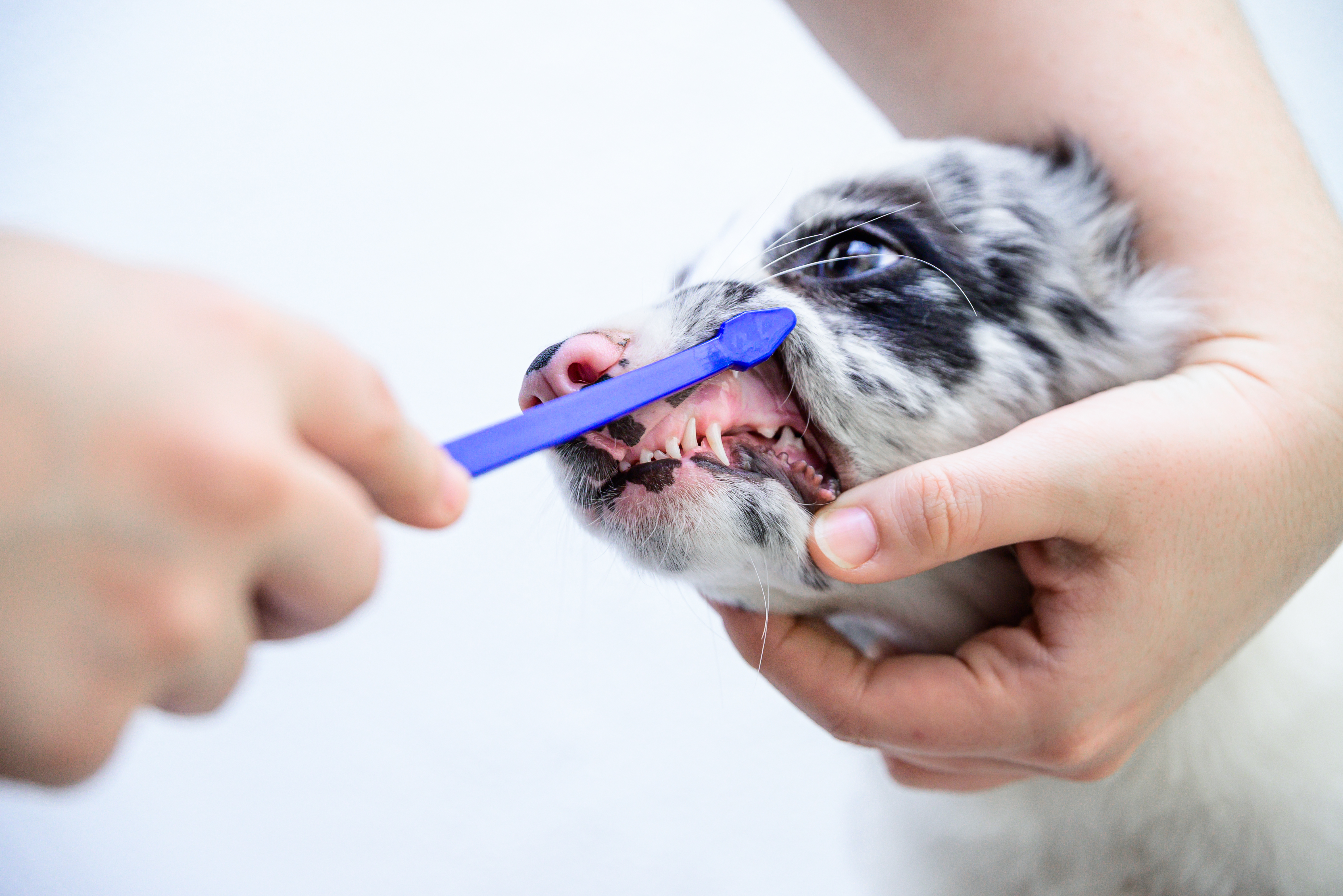 Pet toothbrush used for dental care